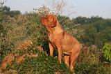 DOGUE DE BORDEAUX 363